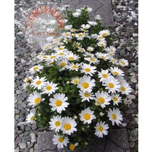 Zengarden Yayılıcı Papatya Tohumu Chrysanthemum Northern Lights