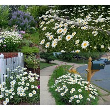 Zengarden Kalıcı Papatya Tohumu Chrysanthemum Maximum Shasta Daisy