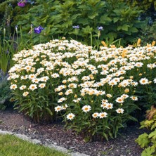 Zengarden Kalıcı Papatya Tohumu Alaska Shasta Daisy