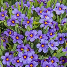 Zengarden Mavi Çim Süsen Tohumu Sisyrinchium Moody Blues