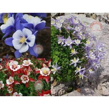 Zengarden Bodur Haseki Küpesi Tohumu Karışımı Columbine Aquilegia Vulgaris