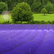 Zengarden Fransız Lavanta Tohumu Lavandula Stoechas