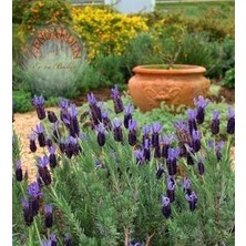 Zengarden Fransız Lavanta Tohumu Lavandula Stoechas