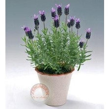 Zengarden Fransız Lavanta Tohumu Lavandula Stoechas