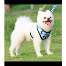 Köpek Göğüs tasması Koşu Takımı Dörtlü set BuShop S Mavi