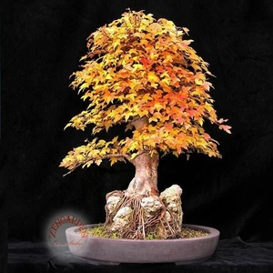 Acer Ginnala Akçaağaç Tohumu Amur Maple