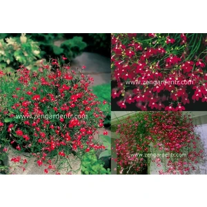 Kırmızı Sarkan Lobelya Tohumu Lobelia Pendula Çiçek Tohumu