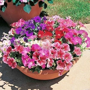 Kokulu Petunya Tohumu Renkli Saksı Karışımı Petunia Nana Compacta