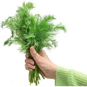 Yaprak Rezene Tohumu Grosfruchtiger Leaf Fennel