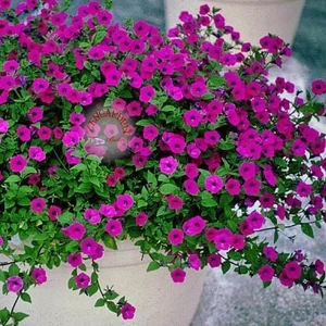 Kokulu Petunya Tohumu Geleneksel Doğal Petunia Violacea