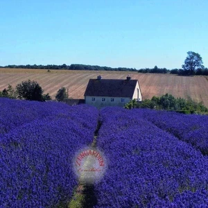 Hidcote Mavi Lavanta Tohumu Dona Dayanıklı Ingiliz Lavandula Angustifolia Blue Ithal