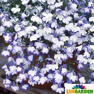 Lobelya Tohumu Lobelia Blue Splash Mavi Beyaz Çiçekler