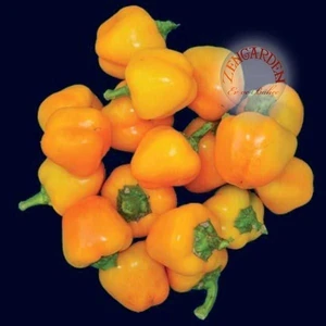 Sarı Mini Dolmalık Biber Tohumu Sweet Mini Bell Yellow Pepper