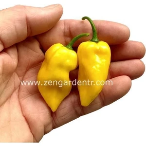 Limon Habanero Biber Tohumu Çok Acı