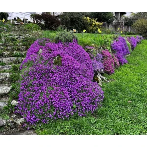 Sarkan Aubrieta Tohumu Mor Çiçekli Obrezya Tohumu