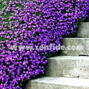 Mor Sarkan Aubrieta Tohumu Çiçekli Obrezya Cascade Tohumu