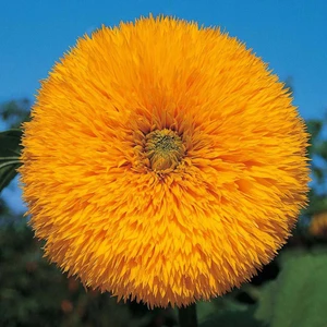 Orange Sun Ayçiçeği Tohumu Katlı Çiçekler