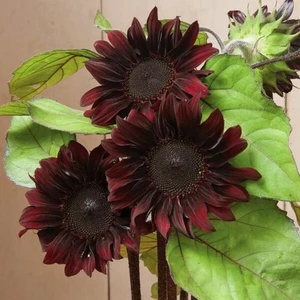 Çikolata Ayçiçek Tohumu Chocolate Cherry Sunflower