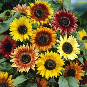 Ayçiçek Tohumu Autumn Beauty Pastel Renkler Helianthus Annuus