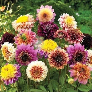 Dahlia Tohumu Dekoratif Dev Çiçekli Yıldız Çiçeği Variabilis Giants Mix