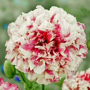 Antik Şakayık Çiçekli Gelincik Tohumu Papaver Somniferum Flemish Antique Peony