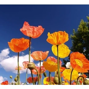 Dev Izlanda Gelincik Tohumu Papaver Nudicaule