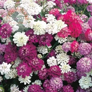 Karışık Renkler Iberis Tohumu Girit Çiçeği Candytuft