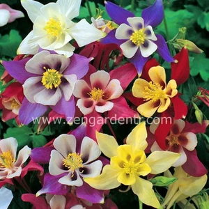Haseki Küpesi Tohumu Aquilegia x Hybrida Mckana Giants Mix Columbine