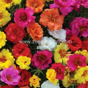 Ipek Çiçeği Tohumu Katmerli Hibrit Portulaca Grandiflora