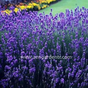 Lavanta Latifolia Tohumu Aromatik Yağı Çıkartılan Lavandula
