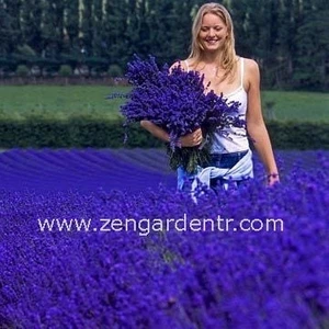 Ingiliz Lavanta Tohumu Lavandula Angustifolia Vera