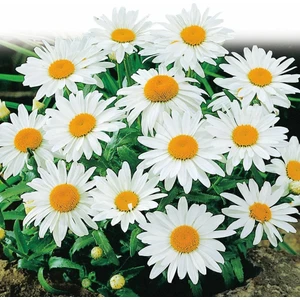 Kalıcı Papatya Tohumu Alaska Shasta Daisy