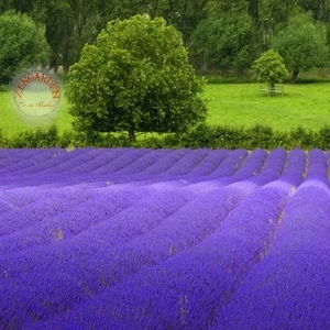 Fransız Lavanta Tohumu Lavandula Stoechas