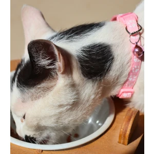 Kedi ve Köpek Boyun Tasması Pati Desenli ve Zilli-Pembe