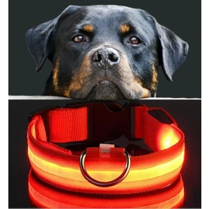 Köpek Tasmaları Led Işık Köpek Tasması Özel Etiketli BuShop Yansıtıcı Kırmızı M