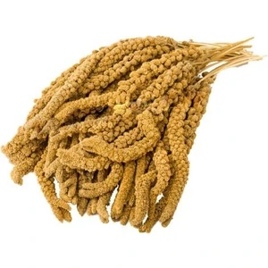 Sarı Dal Darı 1 kg (500-0052)