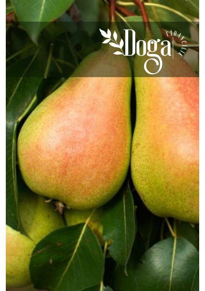 ( 10 Adet ) Santa Maria Armut Fidanı 3 Yaş