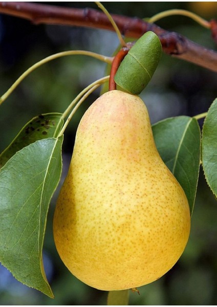 ( 10 Adet ) Santa Maria Armut Fidanı 3 Yaş fiyatları