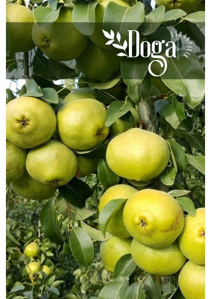 ( 8 Adet ) Aşılı Ankara Armut Fidanı 3 Yaş