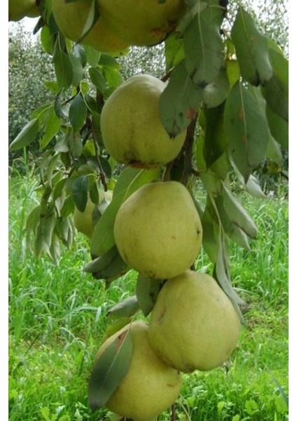 ( 8 Adet ) Aşılı Ankara Armut Fidanı 3 Yaş fiyatları