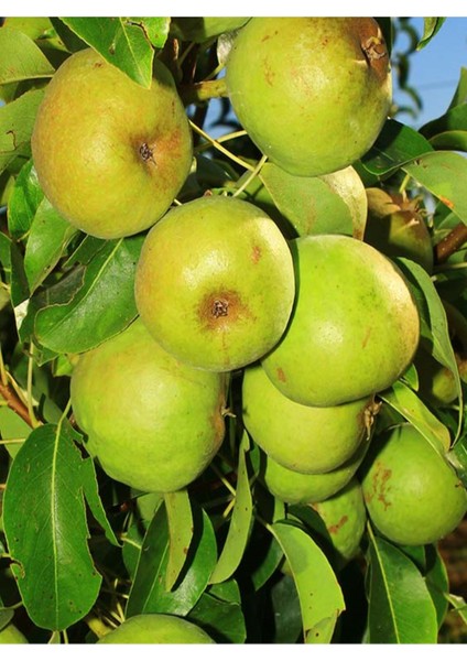 ( 8 Adet ) Aşılı Ankara Armut Fidanı 3 Yaş modelleri