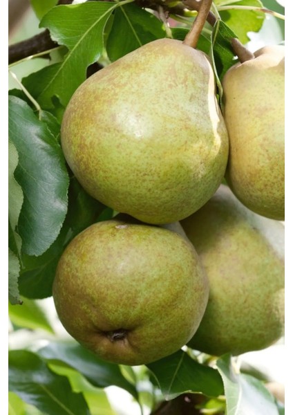 ( 8 Adet ) Aşılı Ankara Armut Fidanı 3 Yaş fırsatları