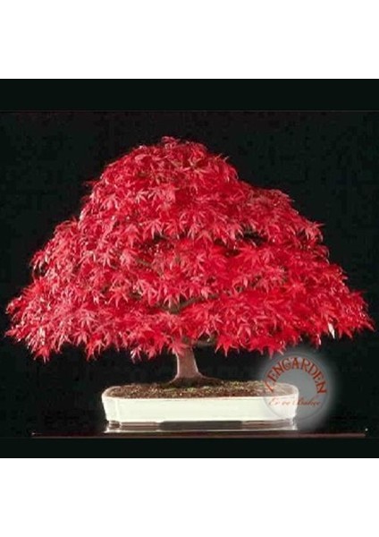 Acer Atropurpureum Cv. Japanese Maple Bloodgood Iyikan Akçaağaç Tohumu