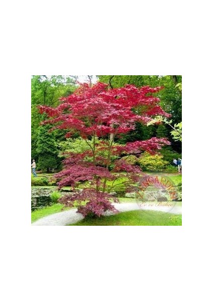 Acer Atropurpureum Cv. Japanese Maple Bloodgood Iyikan Akçaağaç Tohumu