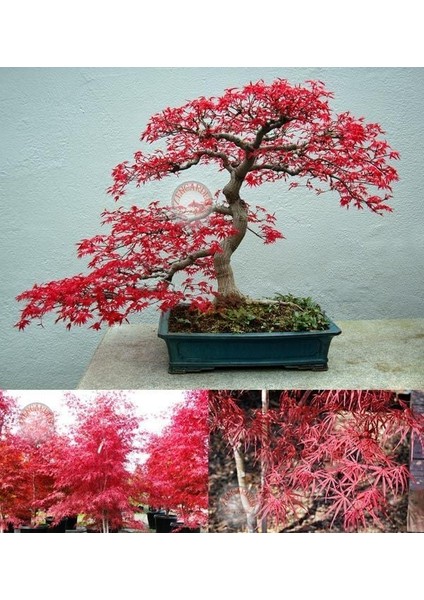 Beni Otake Akçaağaç Tohumu Acer Palmatum Matsumuare Big Red Bamboo Maple