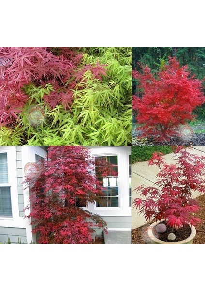 Beni Otake Akçaağaç Tohumu Acer Palmatum Matsumuare Big Red Bamboo Maple