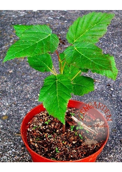Acer Tataricum Akçaağaç Tohumu Subsp. Ginnalla Kırmızı Tatar Akça Ağacı fiyatları