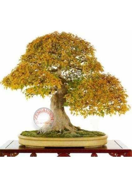 Acer Tataricum Akçaağaç Tohumu Subsp. Ginnalla Kırmızı Tatar Akça Ağacı fırsatları