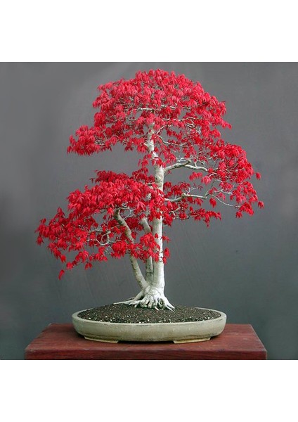 Acer Rubrum Tohumu Red Maple Alev Kırmızı Bonsai