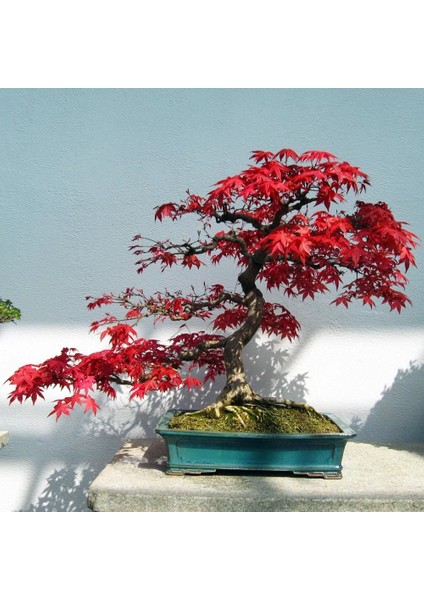 Acer Rubrum Tohumu Red Maple Alev Kırmızı Bonsai